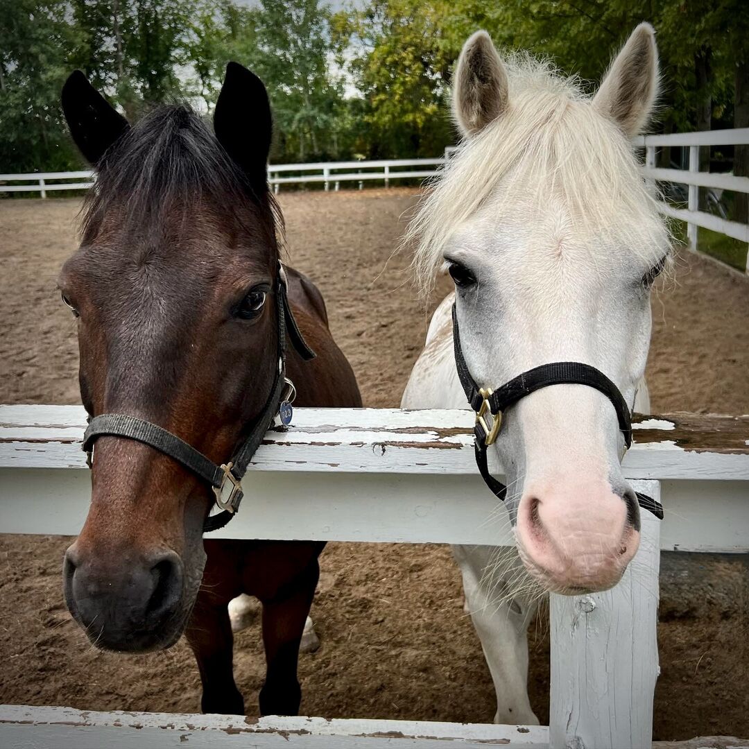 Two horses at a fence with trees and sky in background.